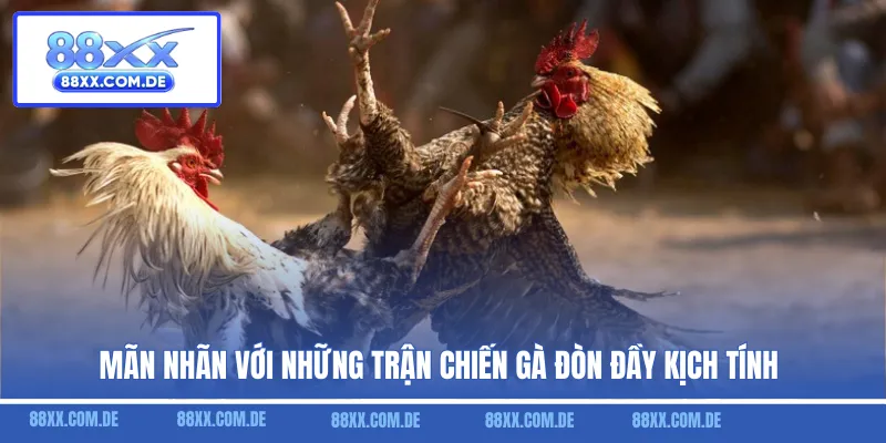 Mãn nhãn với những trận chiến gà đòn đầy kịch tính